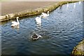 A dog among the swans, St Helens Canal, Widnes