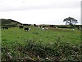 Grazing land near the Ballyculter Road end of St Patrick