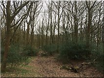SD6212 : Woodland west of Lower Rivington Reservoir by John H Darch