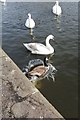 Canada Goose makes a big splash in the St Helens Canal