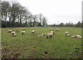 Field with Sheep