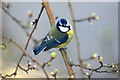 Blue Tit (Cyanistes caerulescens), Cottenham Park