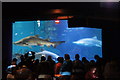 Sharks in the Aquatheatre at the Blue Planet Aquarium, Ellesmere Port