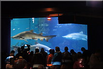SJ4074 : Sharks in the Aquatheatre at the Blue Planet Aquarium, Ellesmere Port by Mike Pennington