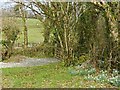 A corner of Rosemoor nature reserve, Walwyns Castle