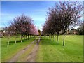 SJ8981 : Avenue of Trees on Avro Golf Course by David Dixon
