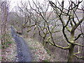 Path on a ledge near Ferndale