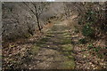 Track in Yarner Wood nature reserve