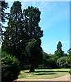 Mature Trees in Garden