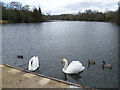 Swans on Highams Park lake