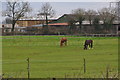 East Devon : Grassy Field & Horses