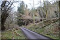 ND1122 : Wind Damage in Berriedale by Andrew Tryon