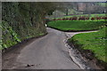 East Devon : Country Lane