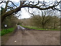 Woodland near Hatch Grove