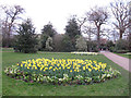 Daffodil display, Greenwich Park