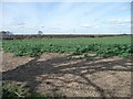 Tree shadow on an arable field margin, off Back Lane