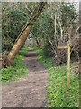 A Footpath near Gennets Furze