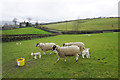 SE0138 : Sheep near Pickles Hill by Bill Boaden