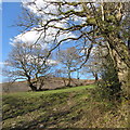 Footpath by the trees