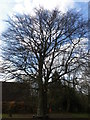 Tree in the recreation ground next to Steep Primary School