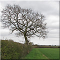 Tree on footpath, Tolleshunt Major