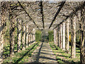 TQ2997 : Wisteria Archway, Walled Garden, Trent Park, Cockfosters, Hertfordshire by Christine Matthews