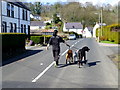 Walking the dogs, Gleno