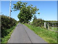 An unruly tree on Drumroe Road, Strangford