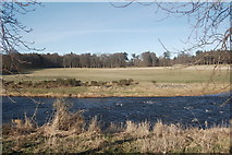 NJ8913 : View over the River Don towards Dovecot Woods by Bill Harrison