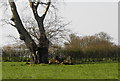 Stone circle, Castlemervyn Demesne