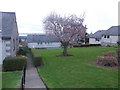 Flowering cherry off Albert Crescent