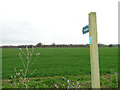 Footpath across a field of wheat