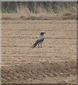 Hooded Crow (Corvus cornix) - Constantine Bay