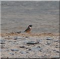 Stonechat (Saxicola torquata) - Porthcothan Beach