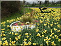 West Mersea Daffodils - by Colchester Road