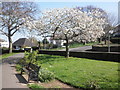 Flowering tree at the entrance to 