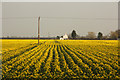 Oilseed rape