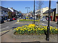 H2358 : Daffodils, Irvinestown by Kenneth  Allen