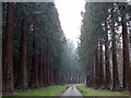 NZ0256 : Giant Redwood drive, Woodcock Plantation, Minsteracres by Andrew Curtis