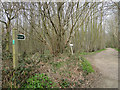 Footpath at Rence park