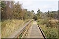 Boardwalk through Turners Wood