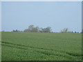 Crop field near Silverhill Farm