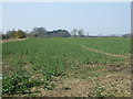 Crop field near Dyke House