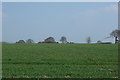NZ1374 : Crop field near West Cotes by JThomas