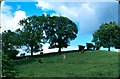 A field. Embsay. 1979.