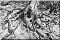 SE1954 : Tree roots by John Winder