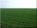 Crop field, Crawford