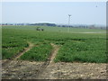 Crop field west of Ogle