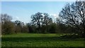 Mature Trees in Sunbury Park