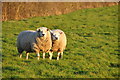 Sedgemoor : Grassy Field & Sheep